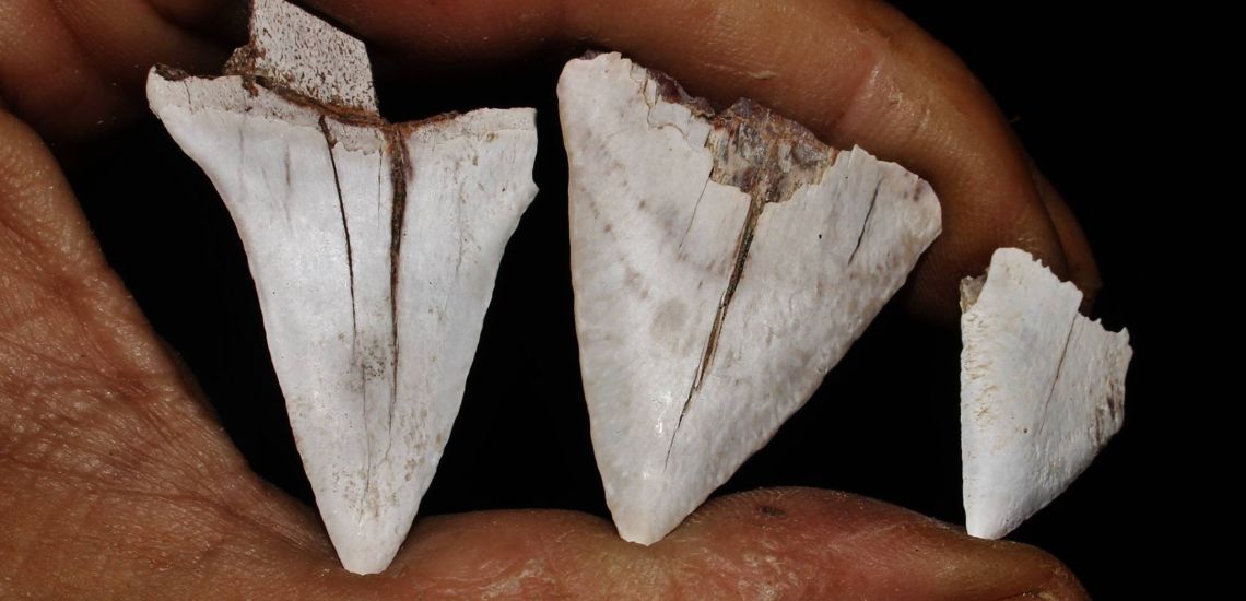 Σπάνια είδη αρχαίου καρχαρία βρέθηκαν στο Τσέρι! – Ήταν σφηνωμένο το δόντι του καρχαρία στο κόκκαλο φάλαινας – ΦΩΤΟΓΡΑΦΙΕΣ